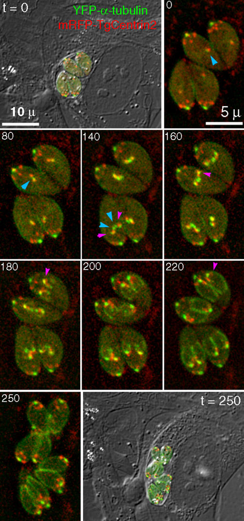 Figure 11