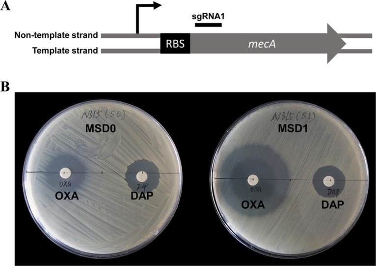 FIG 3