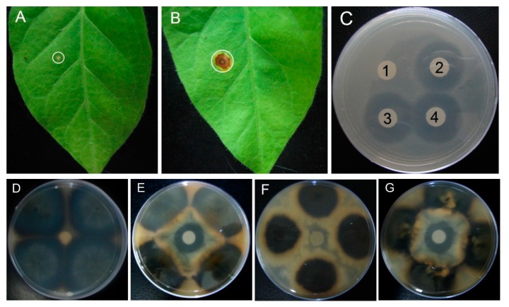 Figure 5