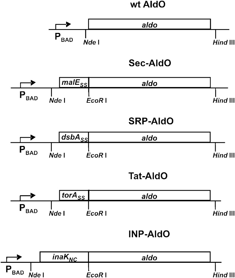 Fig. 1