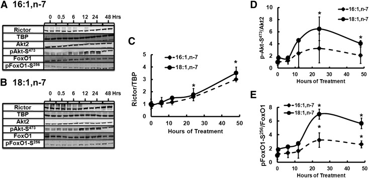 Fig. 11.