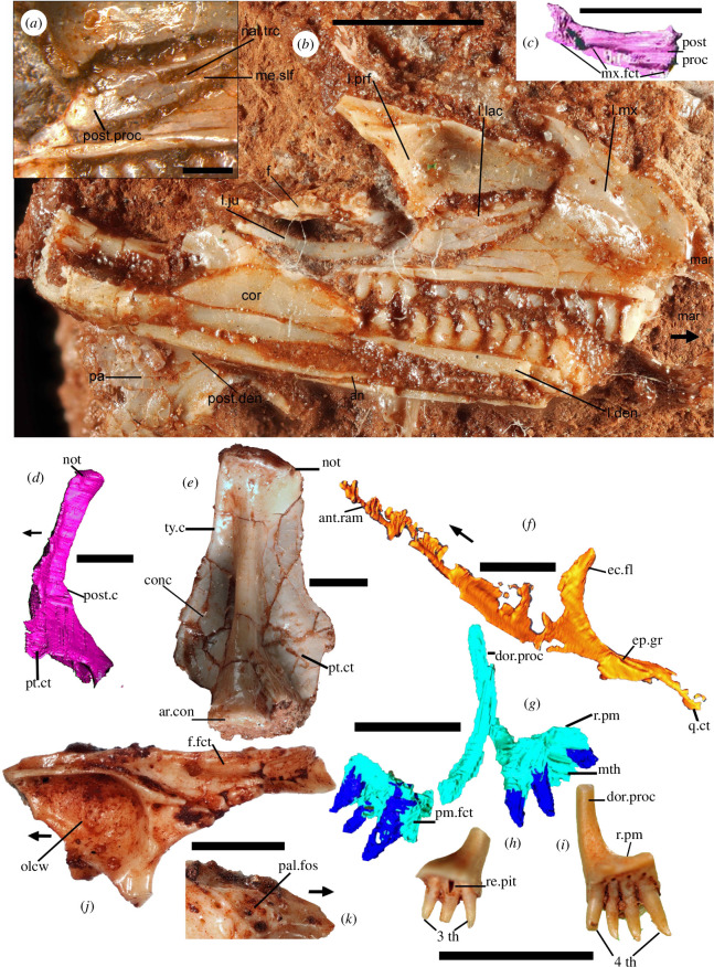 Photographs and CT scan images of NHMUK PV R36822 holotype bones of †Cryptovaranoides microlanius and isolated quadrate, prefrontal and premaxillae.