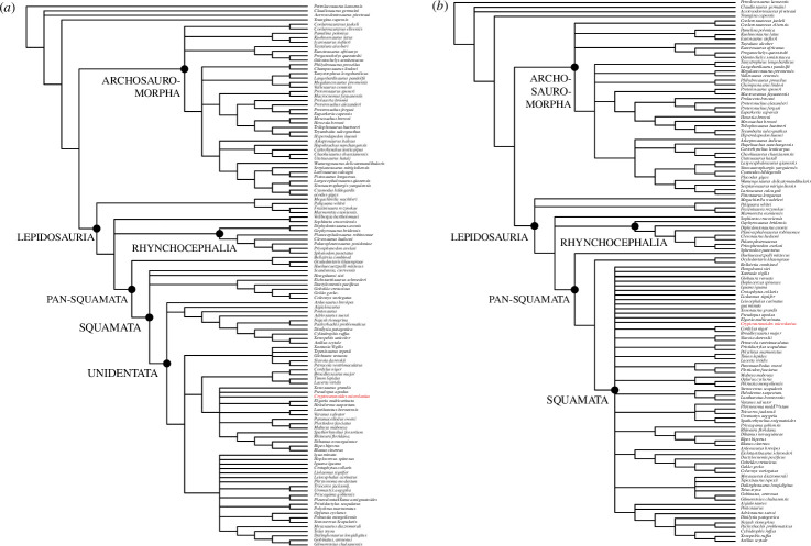 Bayesian phylogenetic trees based on Tałanda et al.