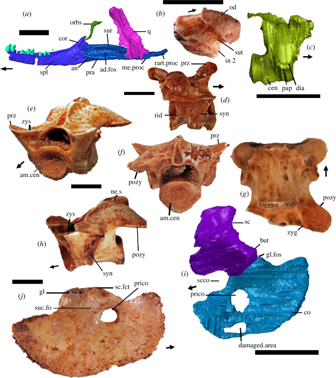 Holotype (a,c,i) and isolated bones of †Cryptovaranoides microlanius.