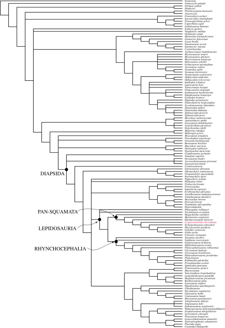 Bayesian phylogenetic tree processed in MrBayes based on Brownstein et al.