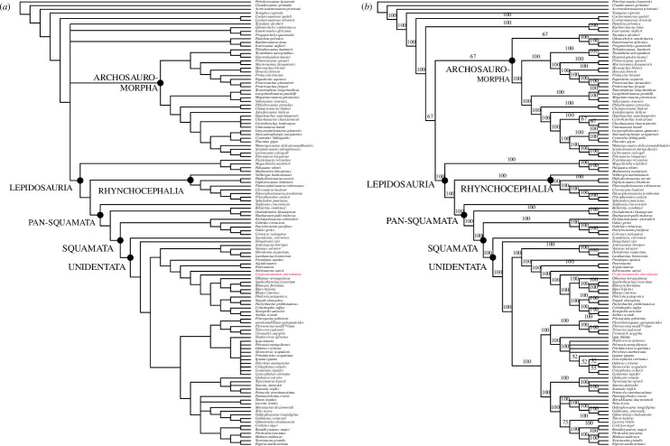 Parsimony phylogenetic trees based on Tałanda et al.