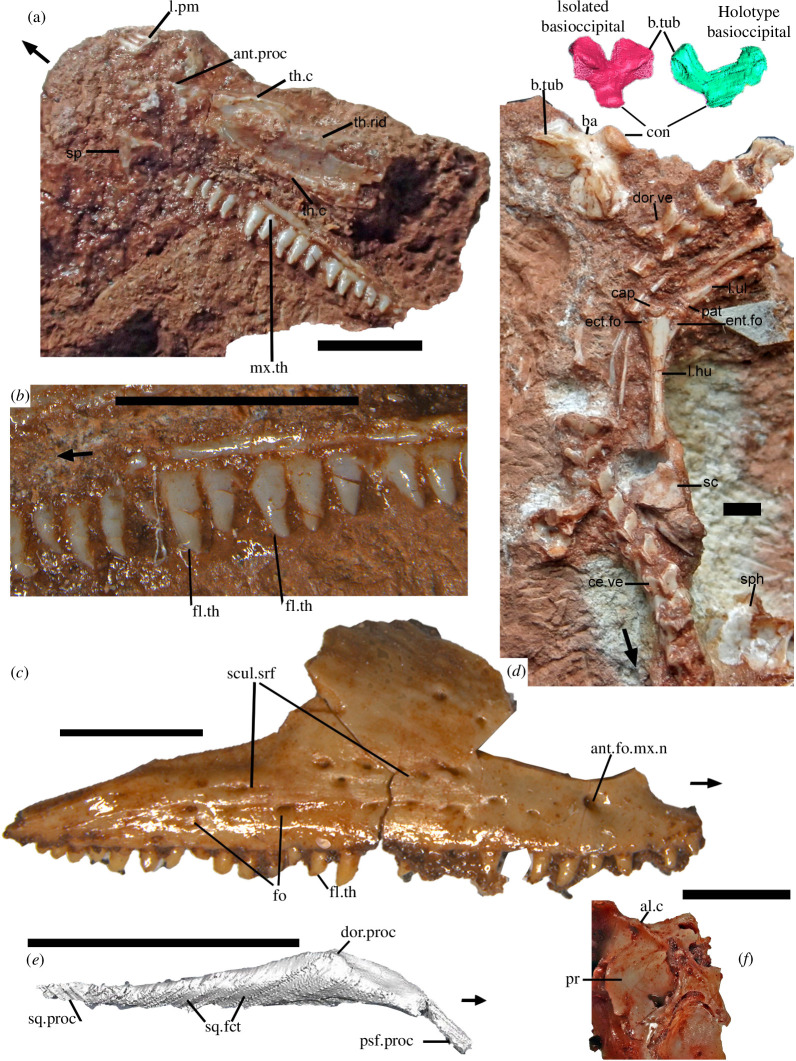 Cranial and postcranial bones of †Cryptovaranoides microlanius.