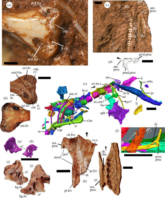 Images from the holotype NHMUK PV R36822 of C. microlanius, separate isolated bones referable to the taxon and a palatine of Tanystropheus longobardicus for comparison.