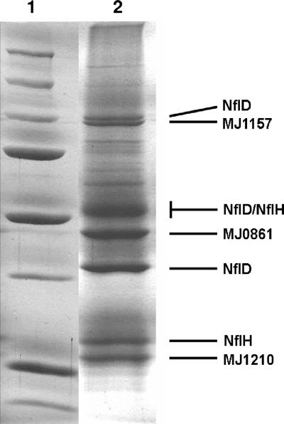 FIG. 2.