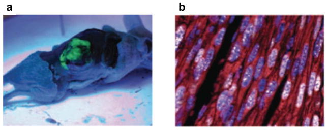 FIGURE 4