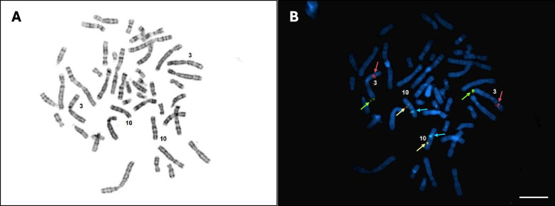 Fig. 2