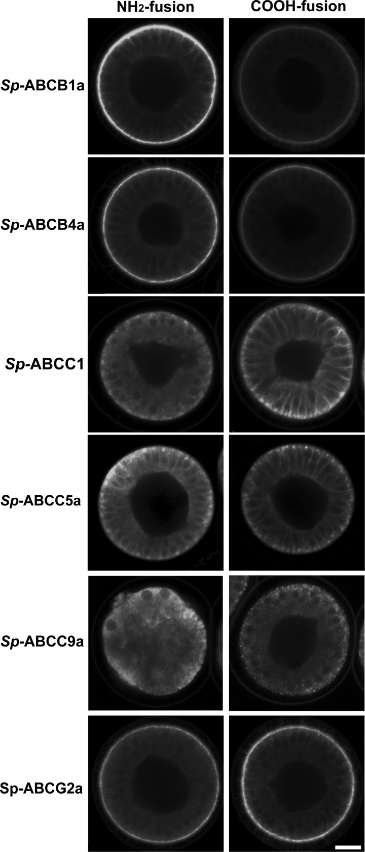 FIGURE 1.