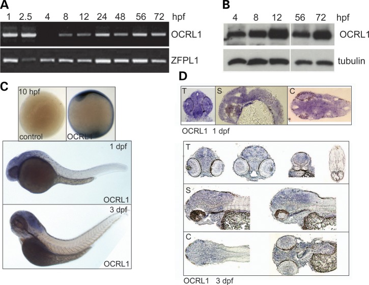 Figure 2.