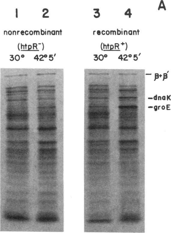 graphic file with name pnas00622-0223-a.jpg