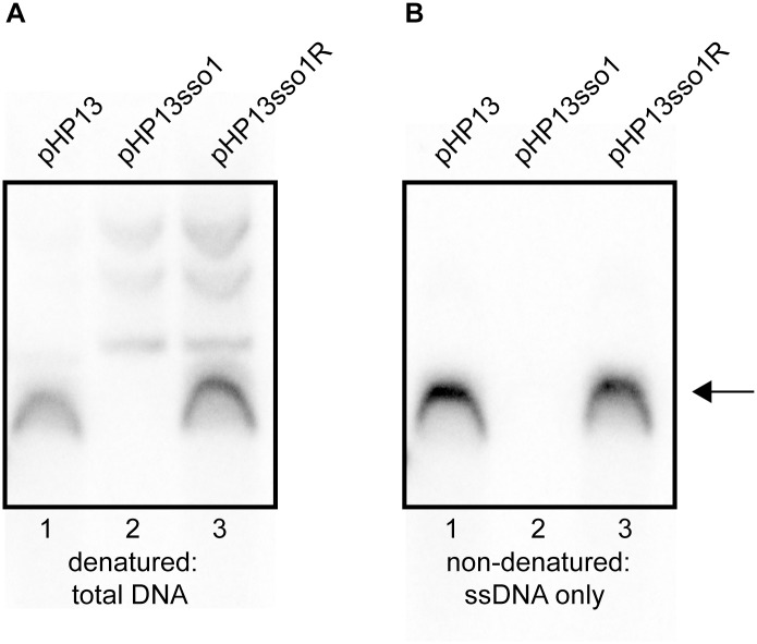 Fig 5