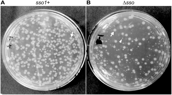 Fig 6