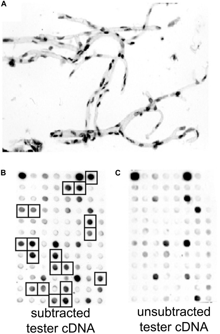 FIGURE 4