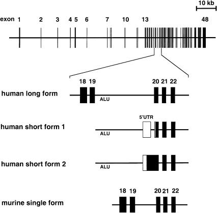 Figure  3