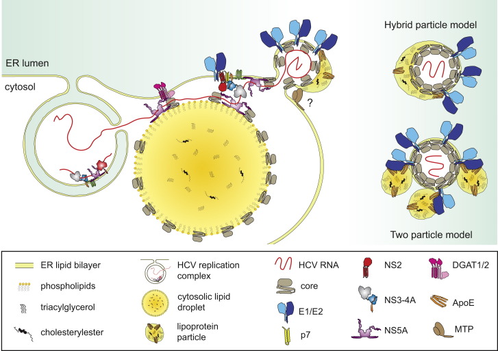 Figure 4