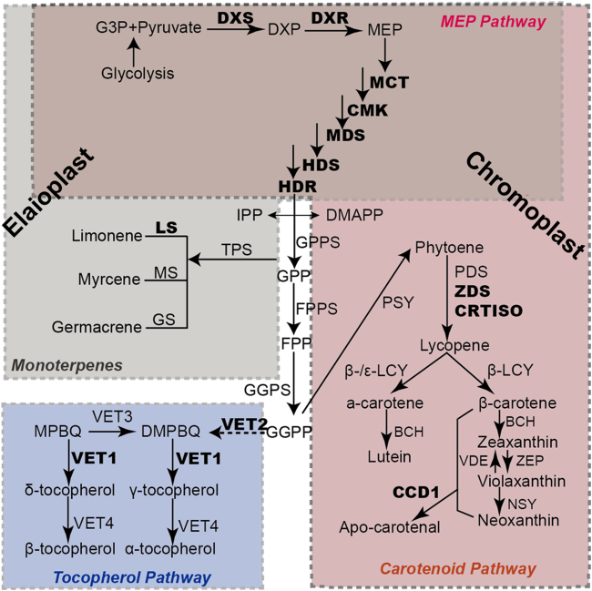 Fig. 6