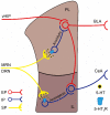 Fig. 3