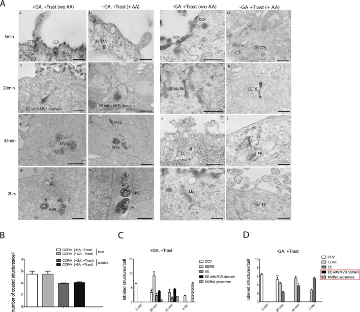 FIGURE 4: