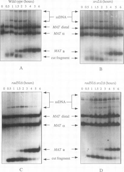 graphic file with name molcellb00005-0592-a.jpg