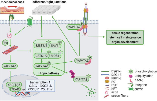 FIGURE 4