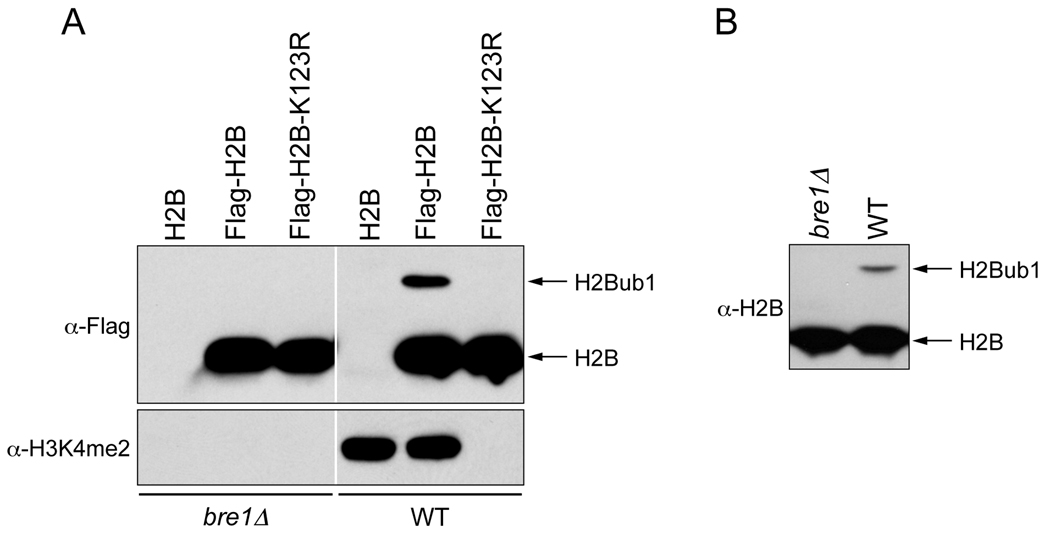 Fig.1