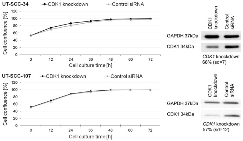 Laryngeal Squamous Cell Carcinoma Cell Lines Show High Tolerance For 