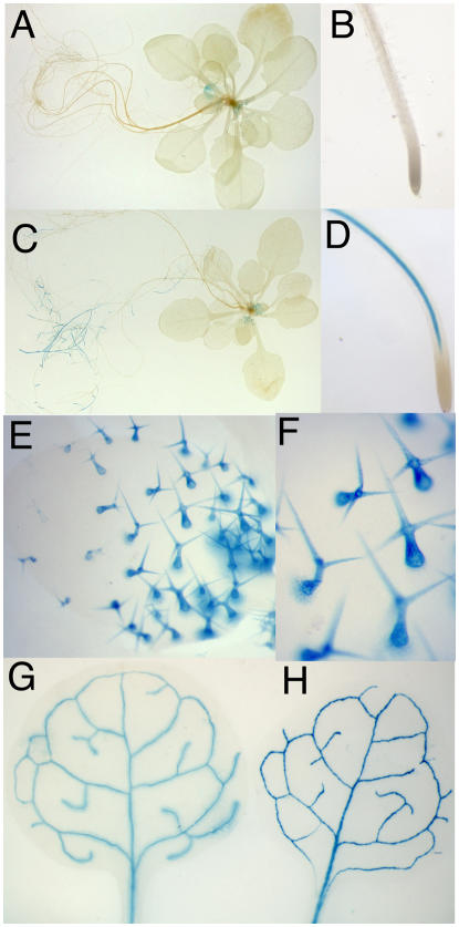 Figure 11.