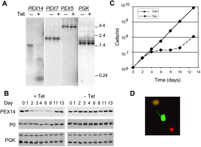 Fig 2.