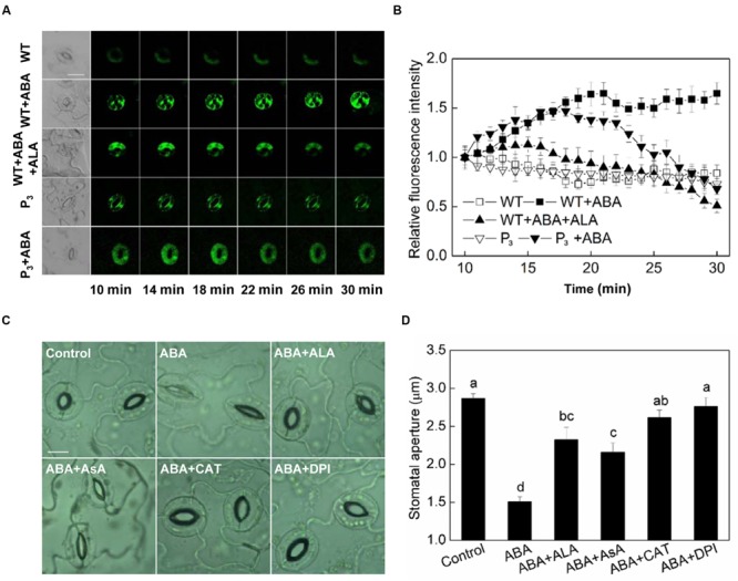 FIGURE 4