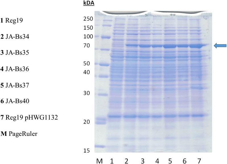 Fig. 4