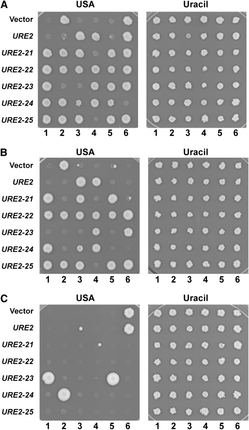 Figure 2.—