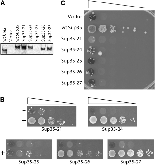 Figure 3.—