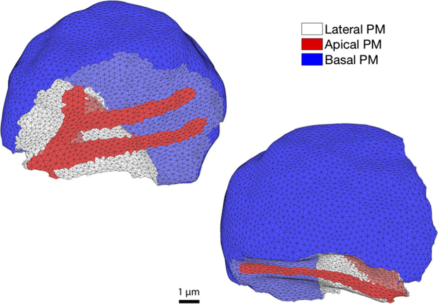 Fig. 11