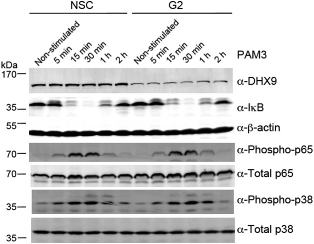 Figure 7.