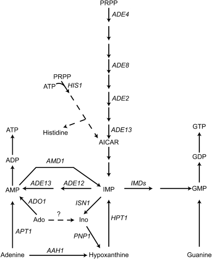 Figure 1.—