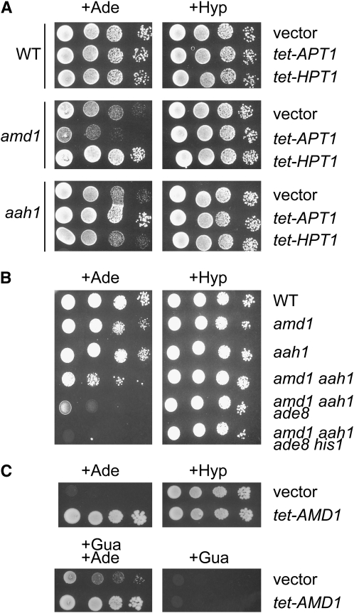 Figure 3.—