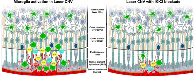 graphic file with name nihms-1692809-f0008.jpg