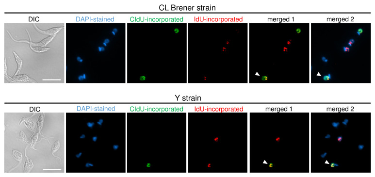 Figure 4.