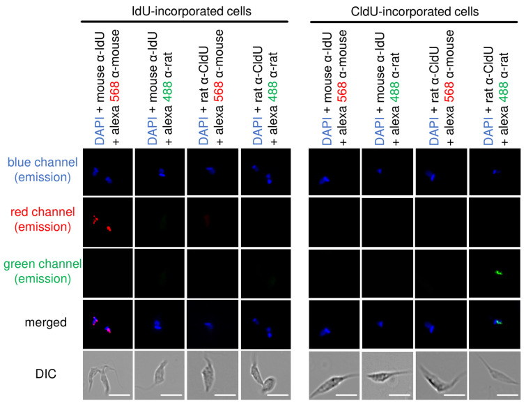 Figure 5.