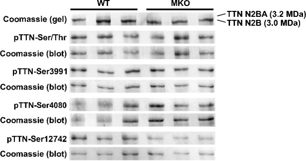 Figure 3—figure supplement 1.