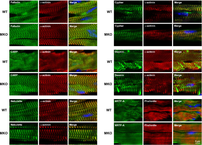 Figure 6—figure supplement 1.