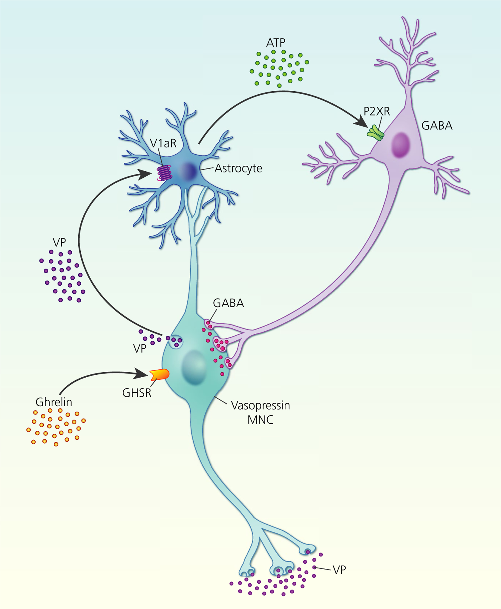 FIGURE 4