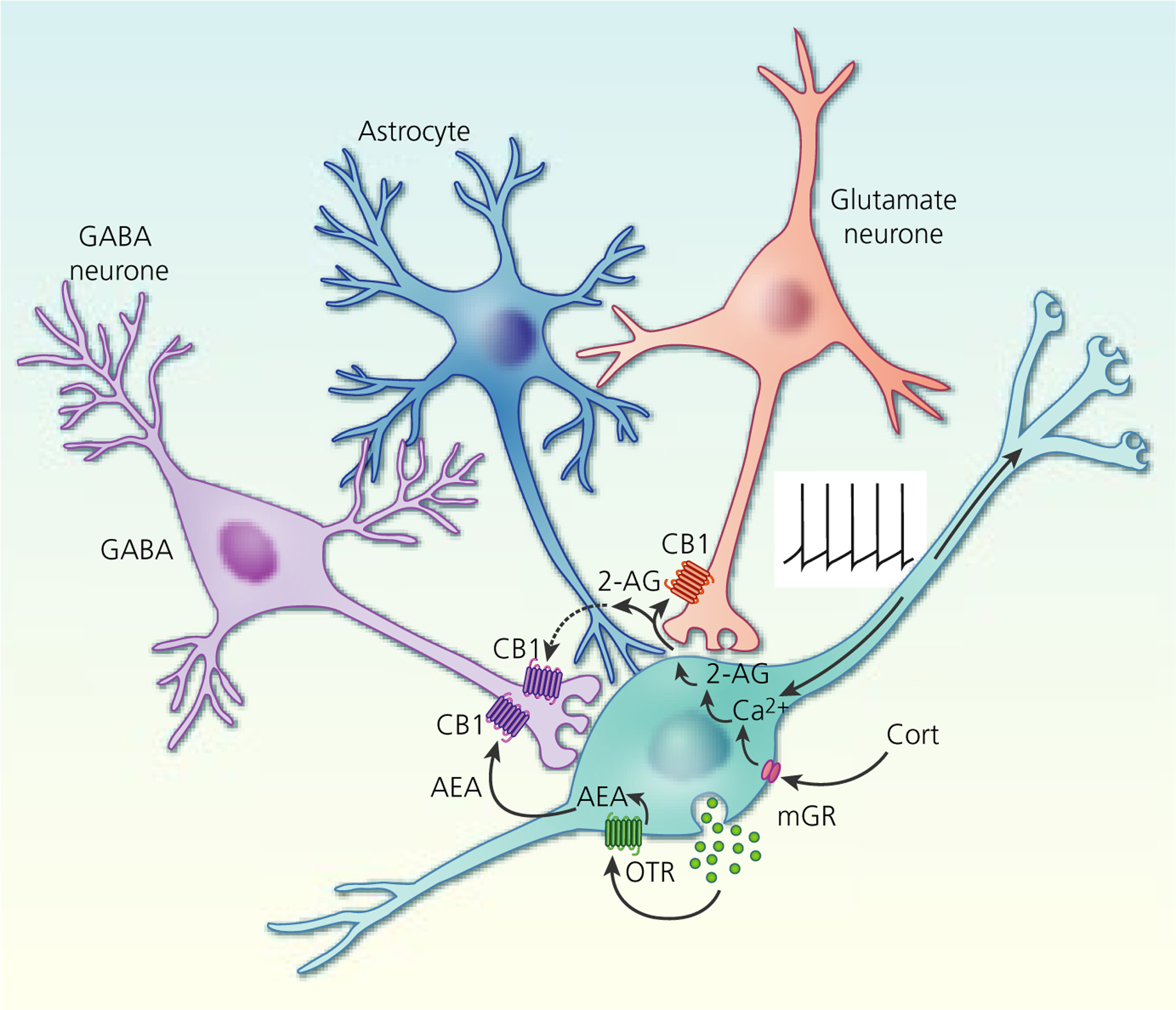 FIGURE 6