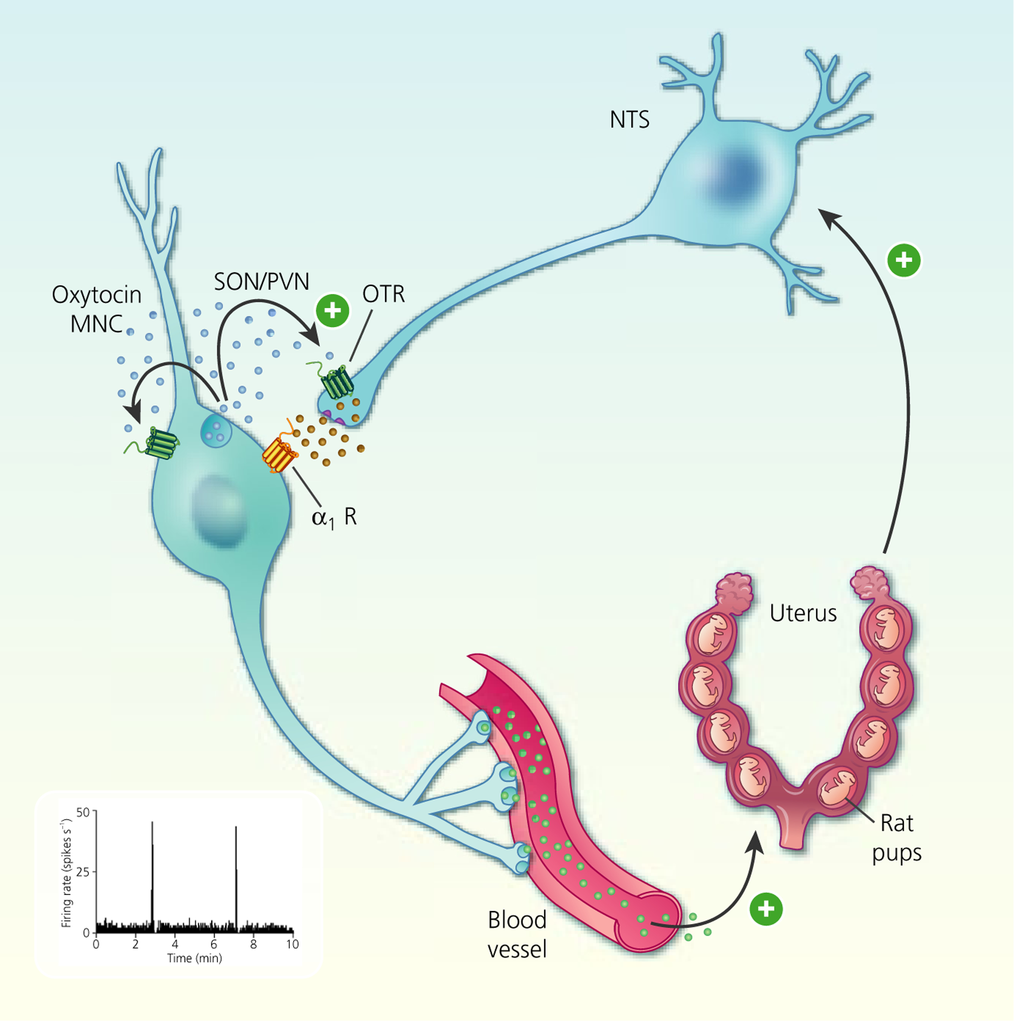 FIGURE 3