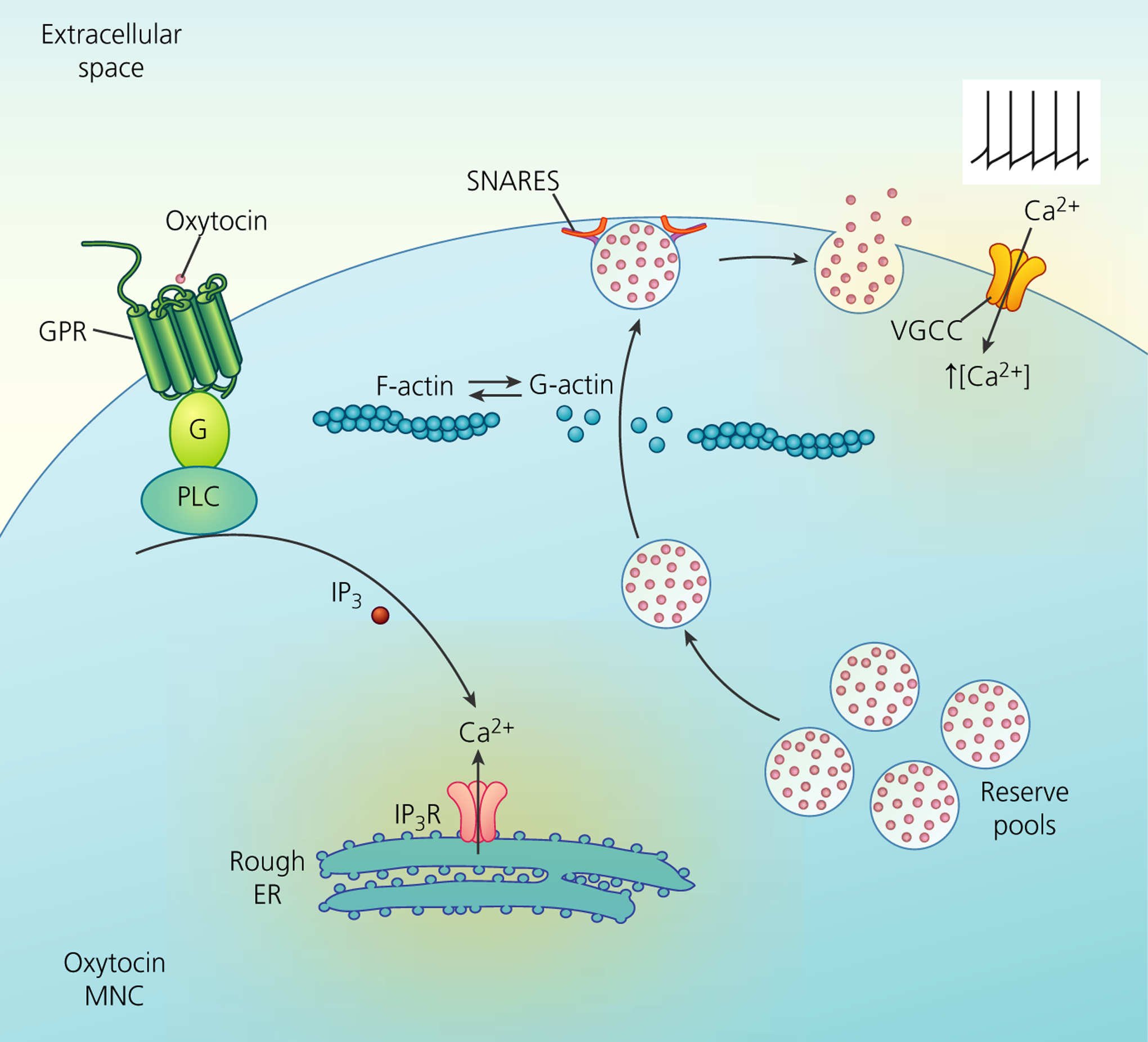 FIGURE 2