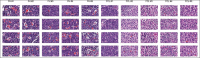 Figure 1d